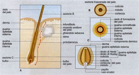 Struttura del capello e follicolo pilifero