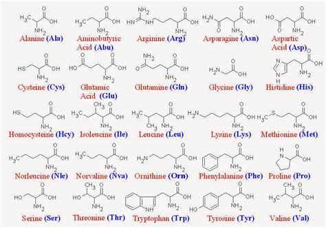Schema degli aminoacidi essenziali