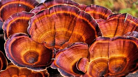 Immagine del fungo Reishi