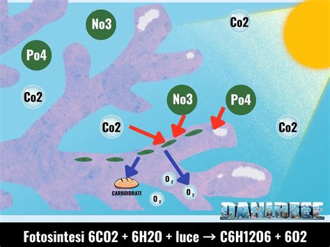 Schema che illustra l'importanza del magnesio per la crescita dei coralli e delle alghe coralline.