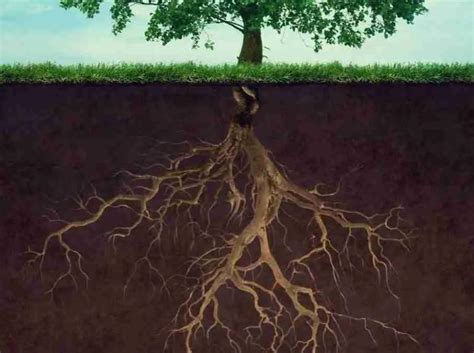 Radici di piante che assorbono nutrienti dal suolo