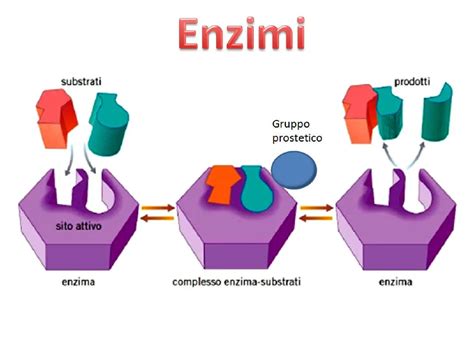 Schema del funzionamento degli enzimi