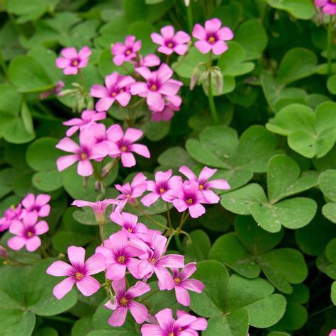 Immagine di Oxalis tetrafoliata (trifoglio fortunato) con le sue caratteristiche foglie