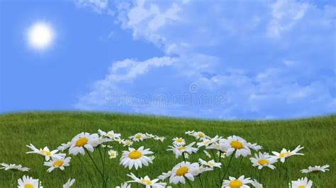 Prato fiorito con trifoglio e margherite