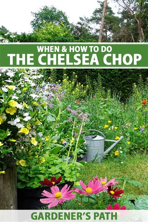 Echinacea potata secondo la tecnica Chelsea Chop