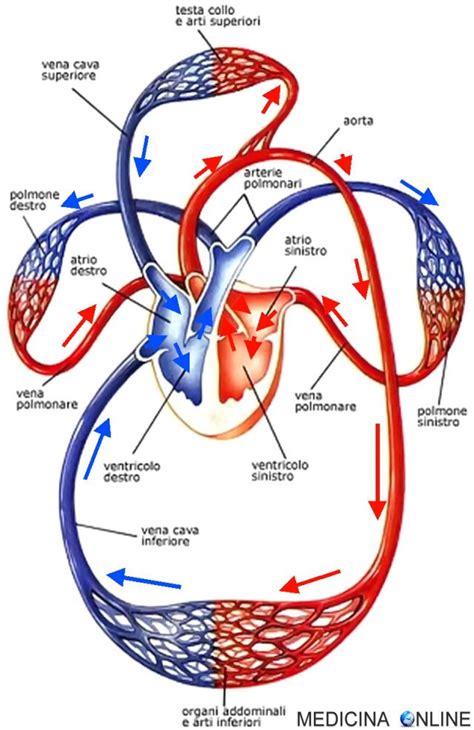 Schema della circolazione sanguigna e punti di applicazione dell'unguento