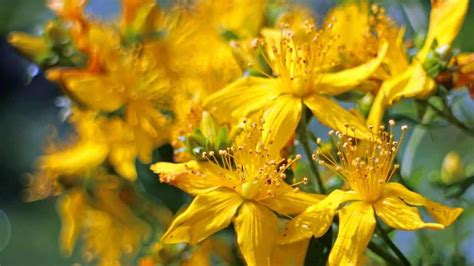 Pianta di Iperico in fiore