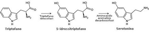 Schema della sintesi della serotonina