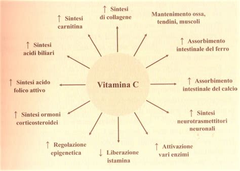 Schema della vitamina A e sue funzioni
