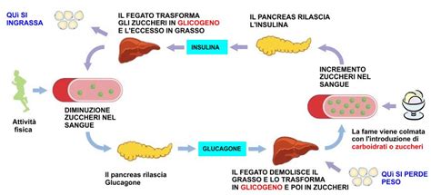 Schema del metabolismo del glucosio e del ruolo dell'insulina