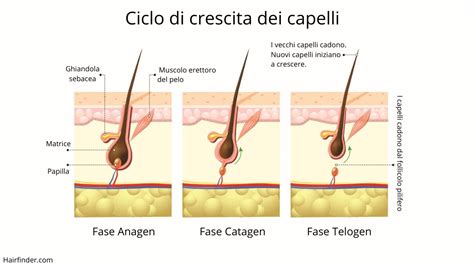 Schema che illustra il ciclo di crescita dei capelli e i nutrienti che lo supportano
