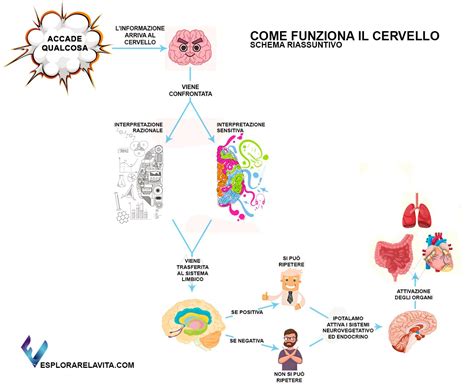 Schema del funzionamento della creatina nel cervello