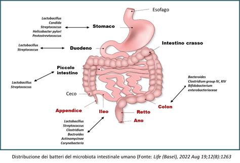 Schema del funzionamento prebiotico dei FOS nell'intestino