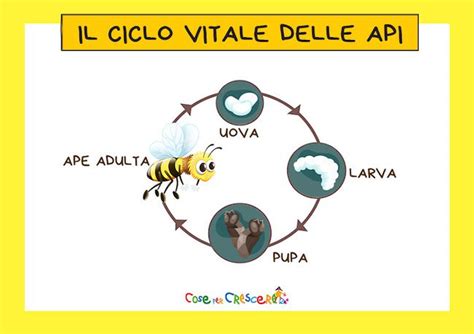 Schema del ciclo vitale delle api e produzione della pappa reale