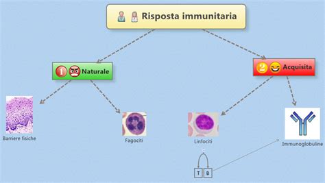 Schema di funzionamento del sistema immunitario