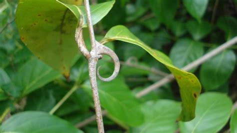 Pianta di Uncaria tomentosa (Uncaria)
