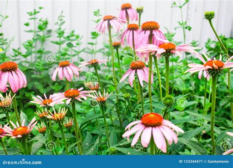 Pianta di echinacea in fiore