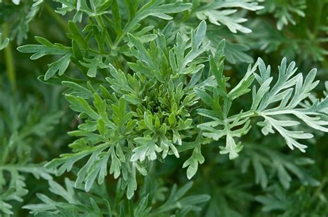 Pianta di Artemisia annua