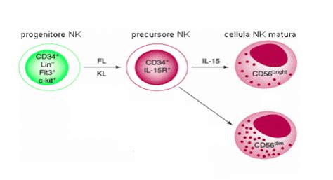 Grafico che mostra l'aumento delle cellule NK e T dopo l'assunzione di AHCC