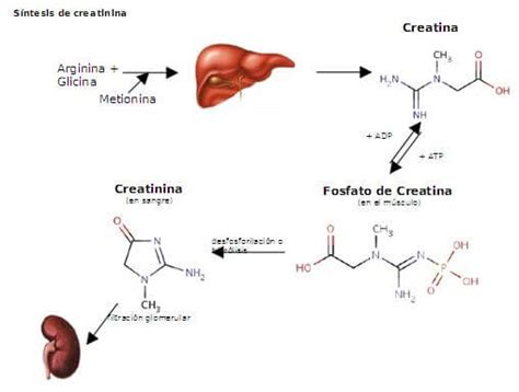 Schematizzazione del metabolismo della creatina e creatinina nel corpo