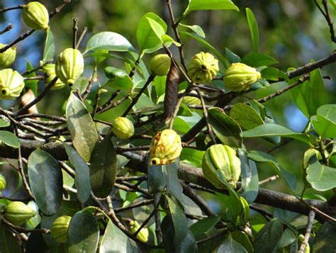 Albero di Garcinia Cambogia con frutti
