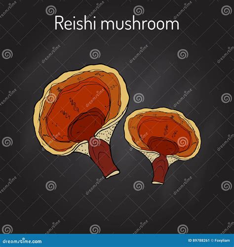 Illustrazione del fungo Ganoderma lucidum