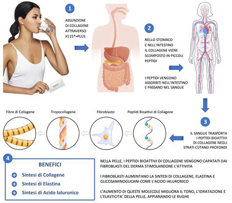 Schema dei benefici combinati di collagene e vitamina C