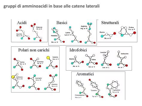 Schema che illustra le diverse catene laterali degli amminoacidi