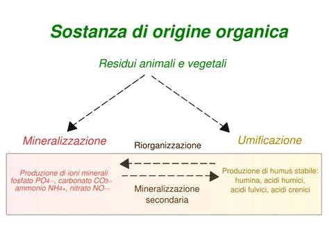 Diagramma del ciclo della sostanza organica nel suolo