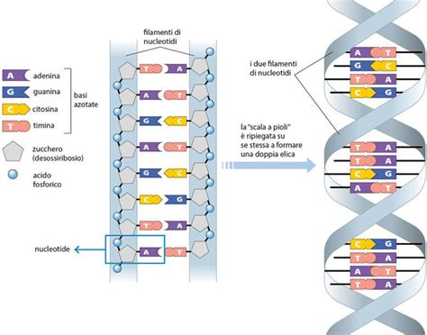 Struttura di un riboswitch che lega un metabolita