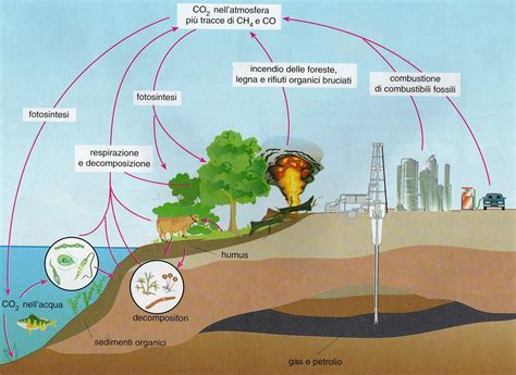 Schema che illustra il meccanismo di adsorbimento del carbone vegetale