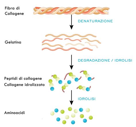 Estrazione del collagene dalla pelle di pesce
