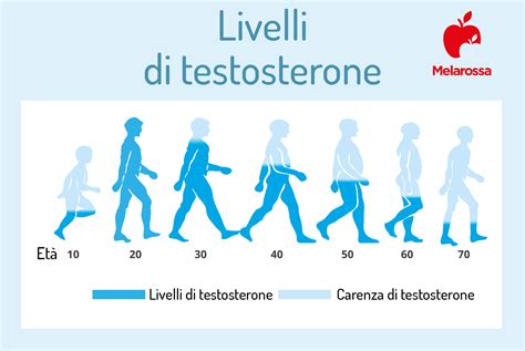 Grafico dei livelli di testosterone nel corpo umano