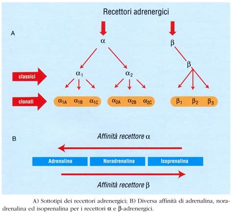 Schema che illustra i recettori alfa-1 adrenergici e la loro localizzazione nella prostata e nell'uretra.