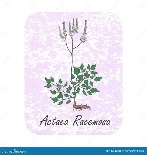 Illustrazione della pianta Cimicifuga racemosa con enfasi sulle radici