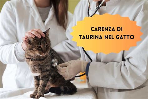 Illustrazione dei sintomi di carenza di taurina nei gatti