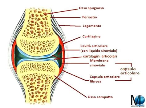 Composizione chimica della cartilagine di squalo