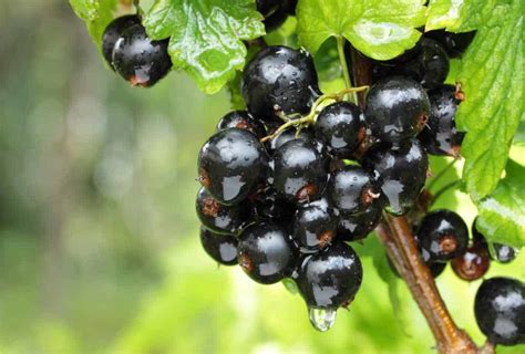 Pianta di Ribes Nigrum con bacche e foglie