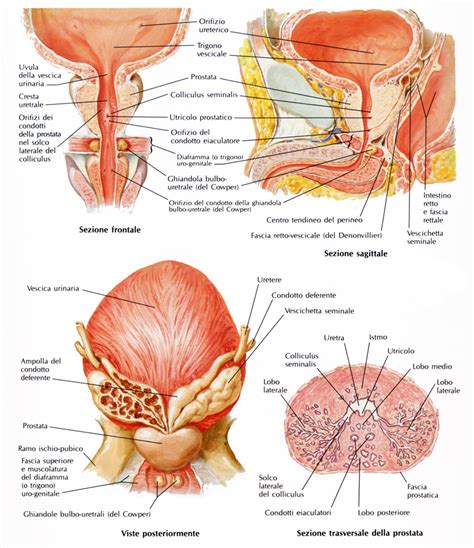 Anatomia della prostata e dell'uretra
