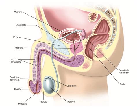 Schema del sistema urinario maschile con enfasi sulla prostata