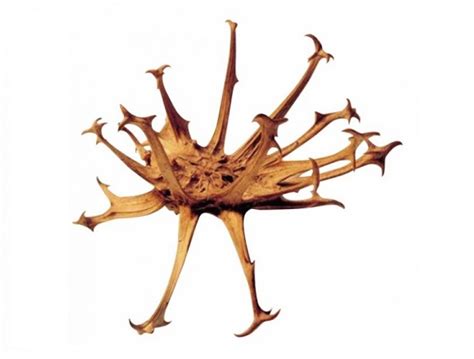 Illustrazione della pianta di Artiglio del diavolo con i suoi frutti ad uncino