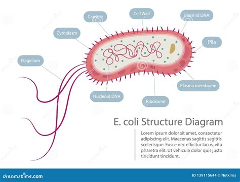 Illustrazione dei batteri Escherichia coli