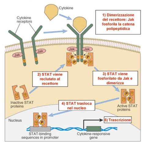 Schema che illustra il ruolo dell'inositolo nella trasduzione del segnale insulinico