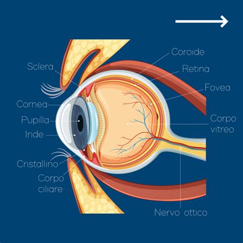Schema anatomico dell'occhio umano con evidenziato il nervo ottico e le vie del deflusso dell'umor acqueo