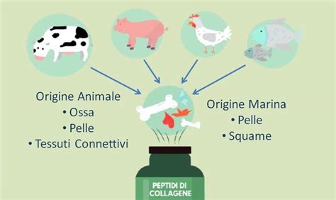 Confronto tra collagene marino e bovino