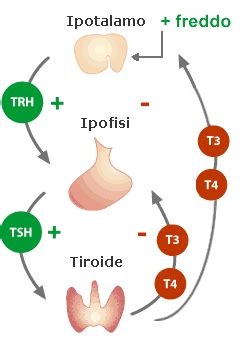 Schema che illustra il ruolo dello iodio nella funzione tiroidea