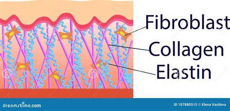 Struttura della pelle con evidenza di collagene ed elastina