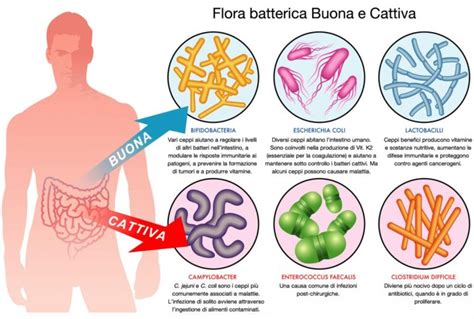 Rappresentazione schematica dell'intestino umano con batteri benefici e nocivi