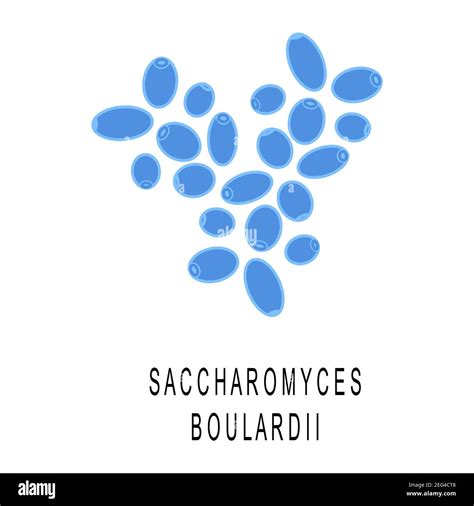 Immagine di Saccharomyces Boulardii