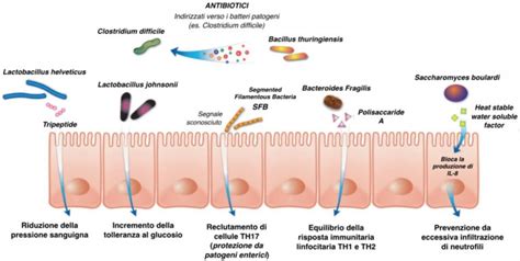 Schema del meccanismo d'azione dei probiotici nell'intestino
